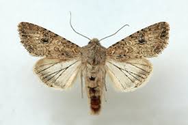 Attēlu rezultāti vaicājumam “Hadula trifolii”