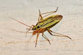 Attēlu rezultāti vaicājumam “Stenotus binotatus”