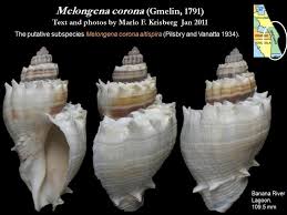 Image result for Melongena corona