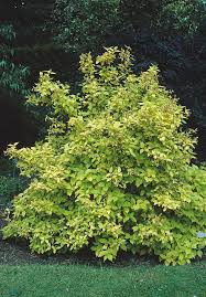 Attēlu rezultāti vaicājumam “Philadelphus coronarius leaf”