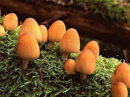 Attēlu rezultāti vaicājumam “Coprinus micaceus”