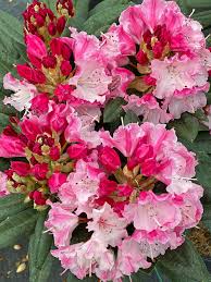 Attēlu rezultāti vaicājumam “rhododendron”