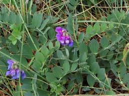 Attēlu rezultāti vaicājumam “Lathyrus japonicus subsp. maritimus fruit”