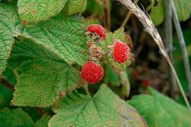 Attēlu rezultāti vaicājumam “Rubus parviflorus fruit”