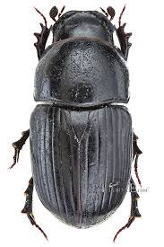 Attēlu rezultāti vaicājumam “Aphodius subterraneus”