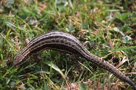 Attēlu rezultāti vaicājumam “Lacerta vivipara”