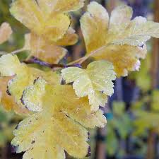 Attēlu rezultāti vaicājumam “Crataegus laevigata leaf”