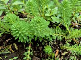 Attēlu rezultāti vaicājumam “Myriophyllum alterniflorum leaf”