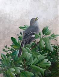 Image result for Mimus polyglottos