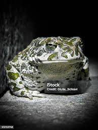 Attēlu rezultāti vaicājumam “Pseudepidalea viridis adult”