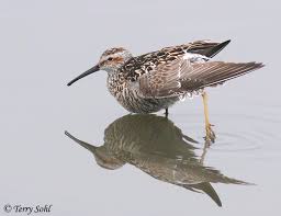 Image result for Calidris himantopus