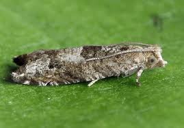 Attēlu rezultāti vaicājumam “Griselda ustomaculana”