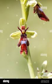 Attēlu rezultāti vaicājumam “Ophrys insectifera leaf”