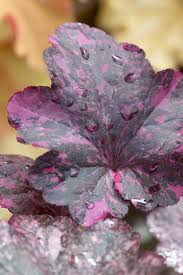 Image result for Heuchera `Midnight Rose`