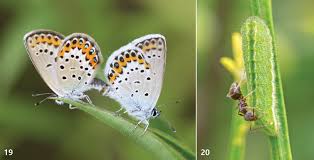 Attēlu rezultāti vaicājumam “Plebejus idas underside”