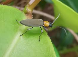 Attēlu rezultāti vaicājumam “Oedemeridae”