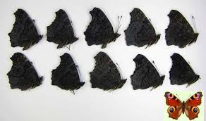 Attēlu rezultāti vaicājumam “Inachis io underside”