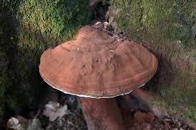 Attēlu rezultāti vaicājumam “Ganoderma applanatum”