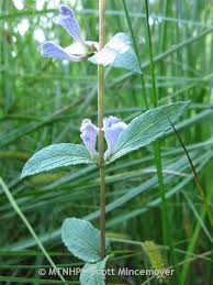 Attēlu rezultāti vaicājumam “Scutellaria galericulata leaf”