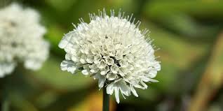 Attēlu rezultāti vaicājumam “Scabiosa ochroleuca”
