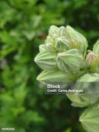 Attēlu rezultāti vaicājumam “Alcea rosea bud”