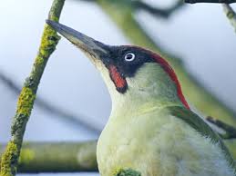 Attēlu rezultāti vaicājumam “Picus viridis”