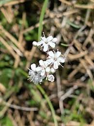 Attēlu rezultāti vaicājumam “Gypsophila fastigiata”