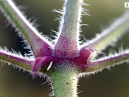 Attēlu rezultāti vaicājumam “Geranium bohemicum bud”