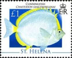 Image result for Diplodus helenae