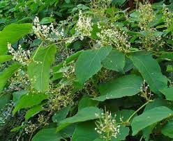 Attēlu rezultāti vaicājumam “Reynoutria japonica”