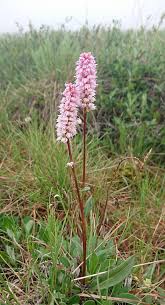 Attēlu rezultāti vaicājumam “Bistorta major fruit”
