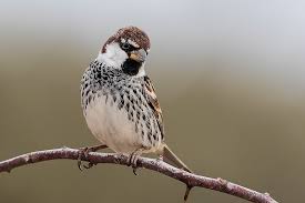 Image result for Passer hispaniolensis