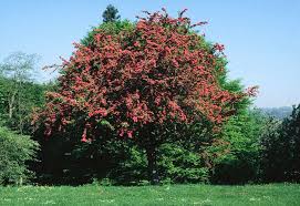 Attēlu rezultāti vaicājumam “Crataegus laevigata”