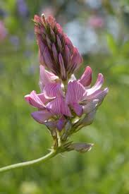 Image result for Onobrychis viciifolia