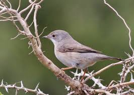 Attēlu rezultāti vaicājumam “Sylvia communis adult”