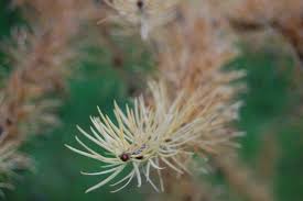 Attēlu rezultāti vaicājumam “Larix kaempferi leaf”