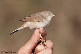 Image result for Sylvia nana