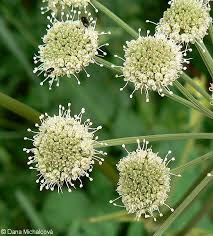 Attēlu rezultāti vaicājumam “Angelica sylvestris leaf”