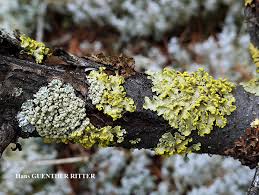 Attēlu rezultāti vaicājumam “Vulpicida pinastri”