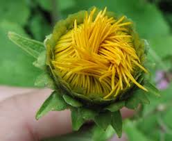 Attēlu rezultāti vaicājumam “Telekia speciosa flower”