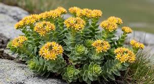 Attēlu rezultāti vaicājumam “Rhodiola rosea flower”