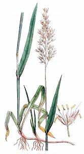 Attēlu rezultāti vaicājumam “Holcus mollis”