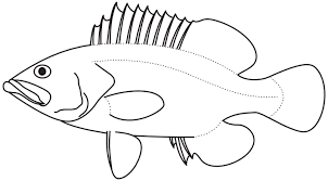 Image result for Epinephelus andersoni