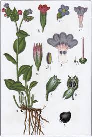 Image result for Pulmonaria officinalis