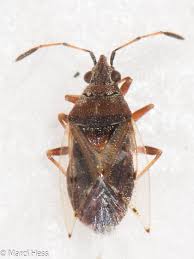 Attēlu rezultāti vaicājumam “Kleidocerys resedae”