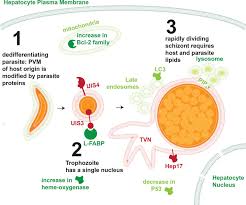 Attēlu rezultāti vaicājumam “Enteridium olivaceum plasmodium”
