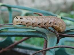 Attēlu rezultāti vaicājumam “Noctua fimbriata larva”