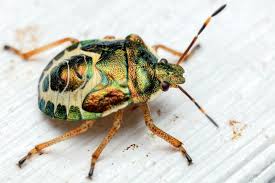 Attēlu rezultāti vaicājumam “Troilus luridus”