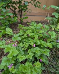 Attēlu rezultāti vaicājumam “Rubus arcticus”