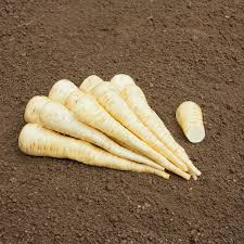 Image result for Pastinake